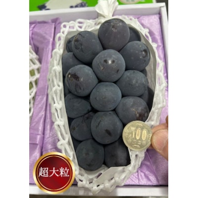 岡山県産 ぼっけえ大粒ニューピオーネ1房(800g以上) 化粧箱入り