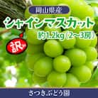 【先行受付/訳あり】岡山県産シャインマスカット約1.2kg(2～3房)