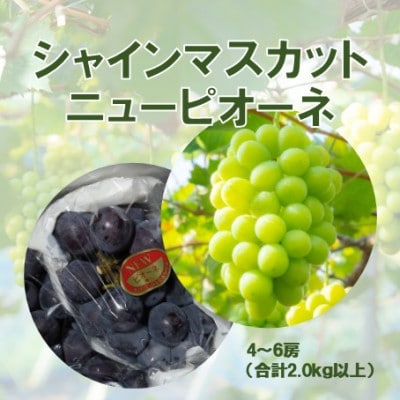 2026年発送【完熟朝採り】ご家庭用 シャインマスカット&ニューピオーネ 合計2.0kg以上