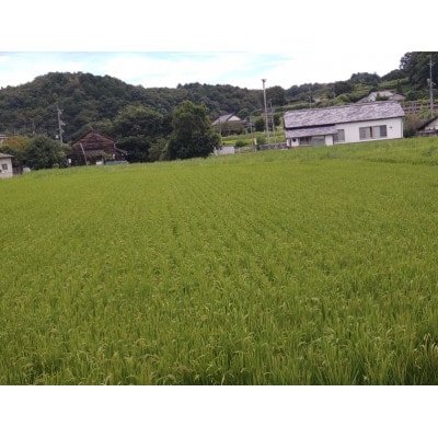 岡山県産　五城米(精米)　5kg×1
