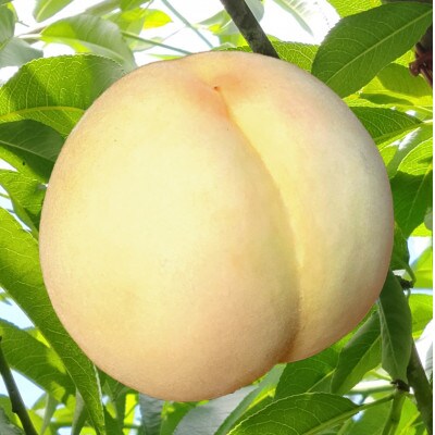 岡山市産 白桃 ご家庭用 約1.5kg 5～6玉 先行予約【2025年7月中旬～8月下旬頃出荷】