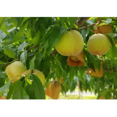 岡山市産 白桃 ご家庭用 約1.5kg 5～6玉 先行予約【2025年7月中旬～8月下旬頃出荷】