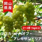 《2025年発送》岡山県産 マスカットオブアレキサンドリア　2～3房入 計1kg以上
