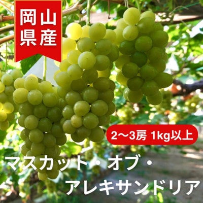《2025年発送》岡山県産 マスカットオブアレキサンドリア　2～3房入 計1kg以上