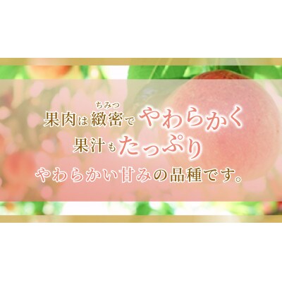 《2026年発送》岡山市産 桃 白鳳 1.5kg 5~7玉