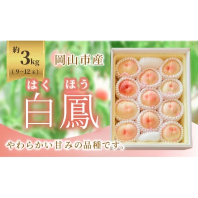 《2026年発送》岡山市産 桃 白鳳 約3kg 9～12玉
