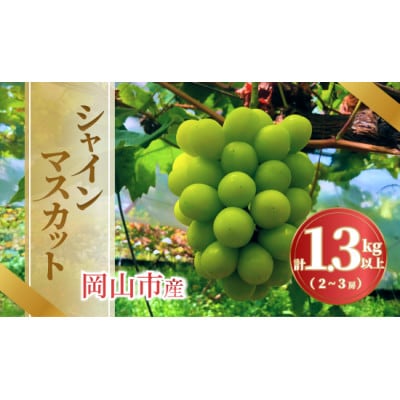 【2026年発送】岡山市産シャインマスカット1.3kg以上 2～3房