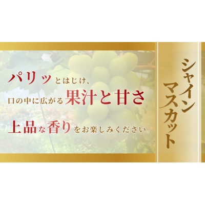【2026年発送】岡山市産シャインマスカット1.3kg以上 2～3房