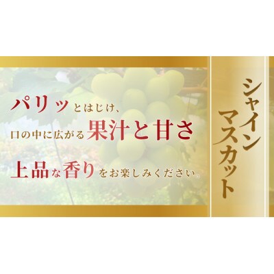 【2026年発送】岡山市産シャインマスカット 600g以上 1房入
