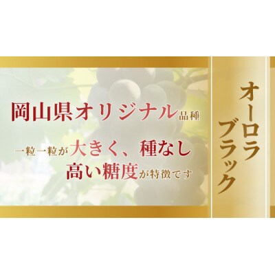 【2026年発送】岡山市産オーロラブラック 500g以上 1房入