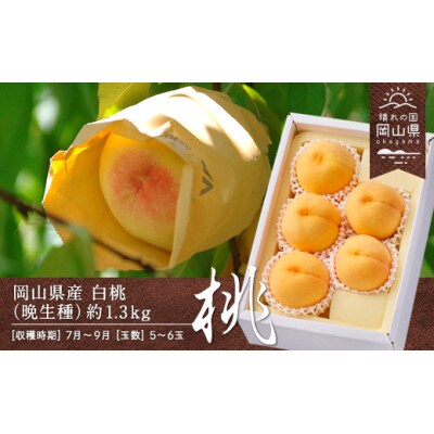 【2025年発送】岡山県産　白桃(晩生種)　約1.3kg(5～6玉)