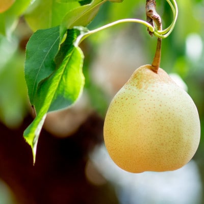 ヤーリー4kg化粧贈答箱赤秀 大玉6～10玉(YRK-40B)