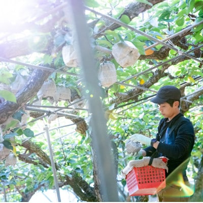 【石原果樹園】 純生ヤーリー梨ドライフルーツ　5袋(1袋30g)(YD30-5)