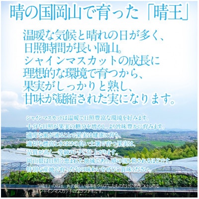 2026年 先行予約 シャインマスカット 晴王 1房 約700g 岡山県産 9月～10月順次発送