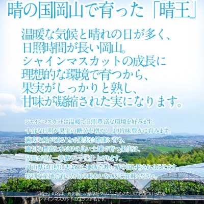 2026年 先行予約 シャインマスカット 晴王 約2kg 3～5房 岡山県産 9月～10月順次発送