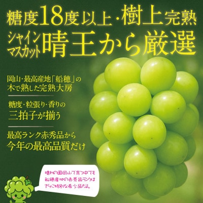 先行予約 木熟ぶどう プレミアム シャインマスカット晴王 赤秀品 1房 約800g 9月～10月発送