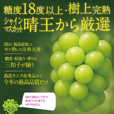 木熟ぶどう プレミアム シャインマスカット晴王 岡山県産 2房約1.6kg 9月～10月発送