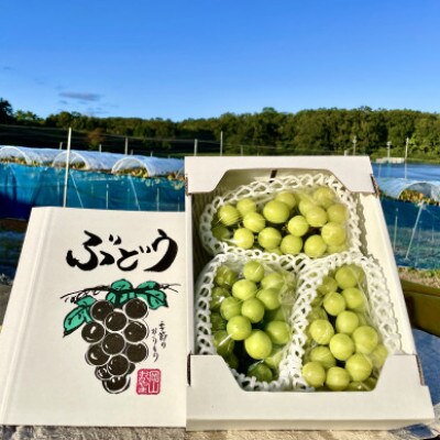 【2025年10月より発送】ご家庭用 シャインマスカット 2~4房 1.5kg