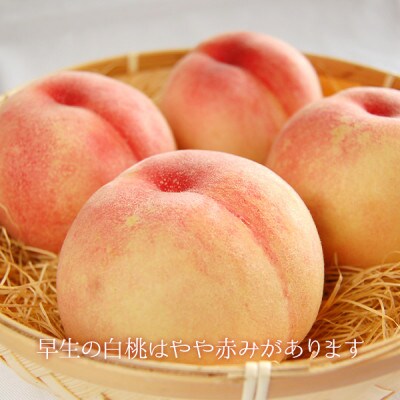 【先行受付】2025年6月以降発送開始 岡山の白桃 5～6玉(約1.5kg)