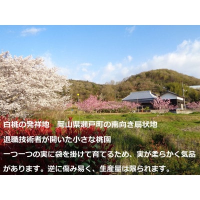【2026年先行予約】　岡山の桃 6～7個入り 　　万と美桃園　
