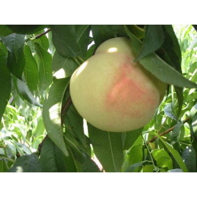 【2026年発送分】岡山県産 晴れの国おかやまの白桃 2kg 5～7玉 化粧箱入り