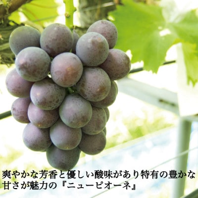 家庭用 ニューピオーネ 2房 約1kg 種なしブドウ 着色に難あり