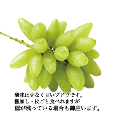 ゴールドフィンガー 約800g 2房 家庭用 希少 種なしぶどう
