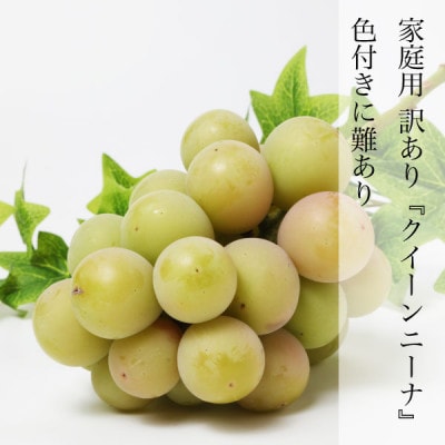家庭用 クイーンニーナ 2房 約1kg マスカット ぶどう 種なし 着色に難あり