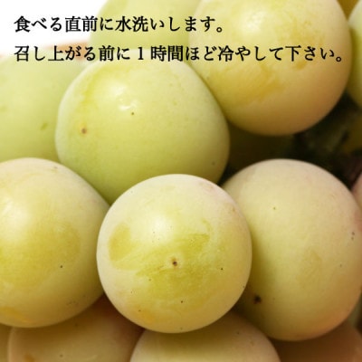 家庭用 クイーンニーナ 2房 約1kg マスカット ぶどう 種なし 着色に難あり
