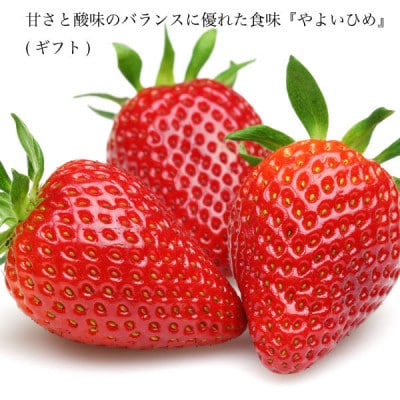 やよいひめ 苺 2パック 24個入り 約800g 晴れの国