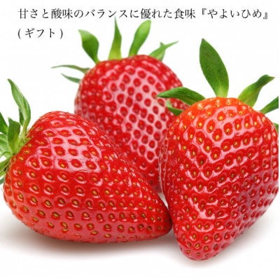 やよいひめ 苺 2パック 30個入り 約800g 晴れの国