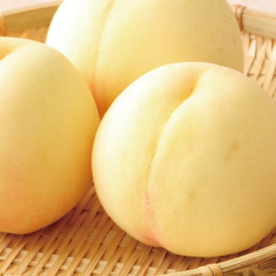 ギフト 清水白桃 5-6玉入り 約1.5kg 名産品