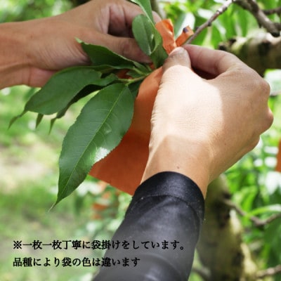 ギフト 清水白桃 5-6玉入り 約1.5kg 名産品