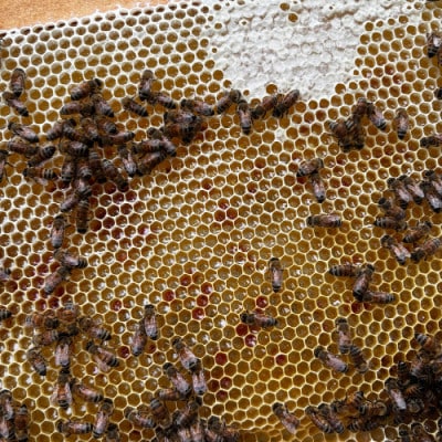 無添加非加熱の国産天然ハチミツ500g