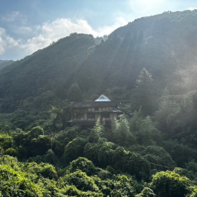 無添加非加熱の国産天然ハチミツ500g