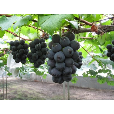岡山県産 ニューピオーネ 1房500g前後×2房