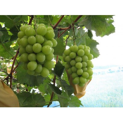 シャインマスカット1房&ニューピオーネ又はオーロラブラック1房(1房500g前後)