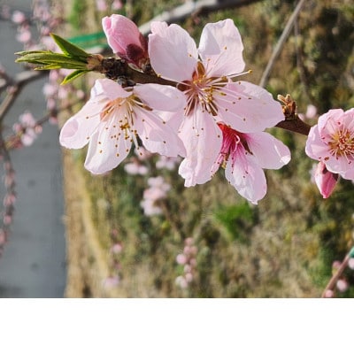 【さとふる限定】岡山名産白桃おまかせ　家庭用　1.5Kg(6個)