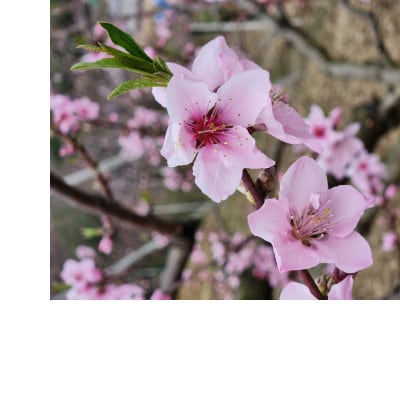 岡山名産白桃おまかせ　4Kg