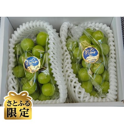 【さとふる限定】岡山県産『晴王』シャインマスカット2房入り