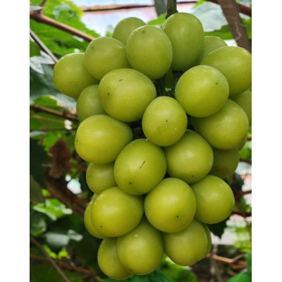 【さとふる限定】岡山県産『晴王』シャインマスカット2房入り