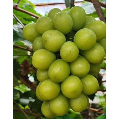 【さとふる限定】岡山県産『晴王』シャインマスカット3房入り