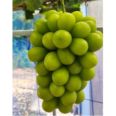 【さとふる限定】岡山県産『晴王』シャインマスカット袋詰め