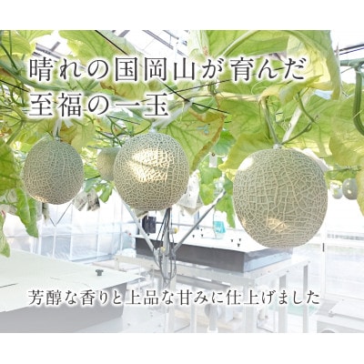 【2026年7月～順次発送】【シルバー】あっ晴れメロン