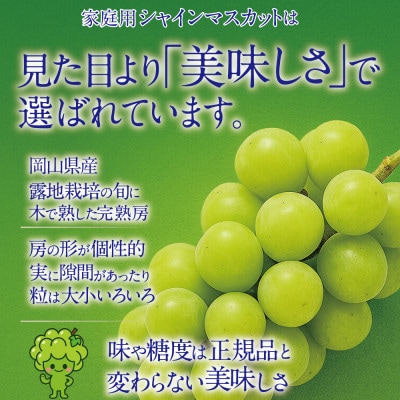 先行予約 家庭用 木熟ぶどう ハレノシャイン シャインマスカット2房約1.2kg 10月～11月発送