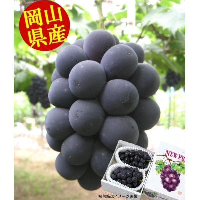 �y2026�N8�����{�ȍ~�����z���R���Y�@�j���[�s�I�[�l(1�[600g�ȏ�)2�[����