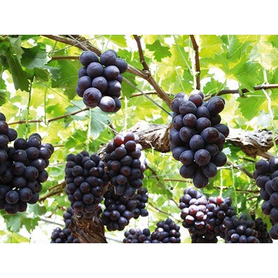 【2026年8月下旬以降発送】岡山県産　ニューピオーネ(1房600g以上)2房入り