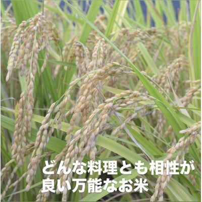 【令和7年産】岡山県産 きぬむすめ 精米 5kg(5kg×1袋)　