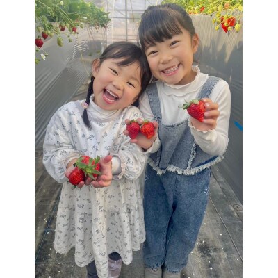 いちご狩り　50分食べ放題体験　土日祝