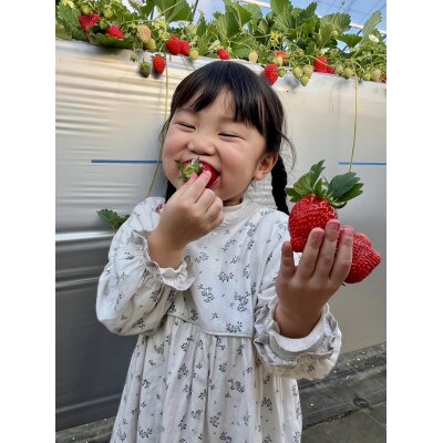 いちご狩り　50分食べ放題体験　土日祝